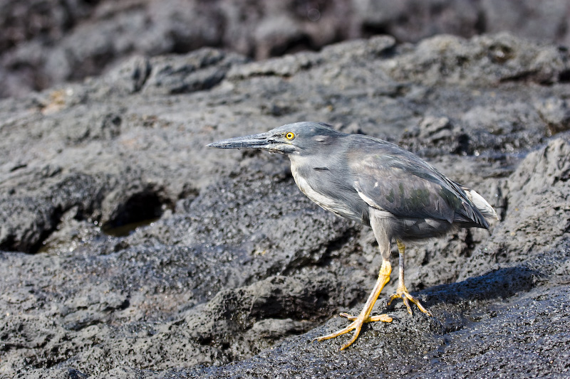 Lava Heron